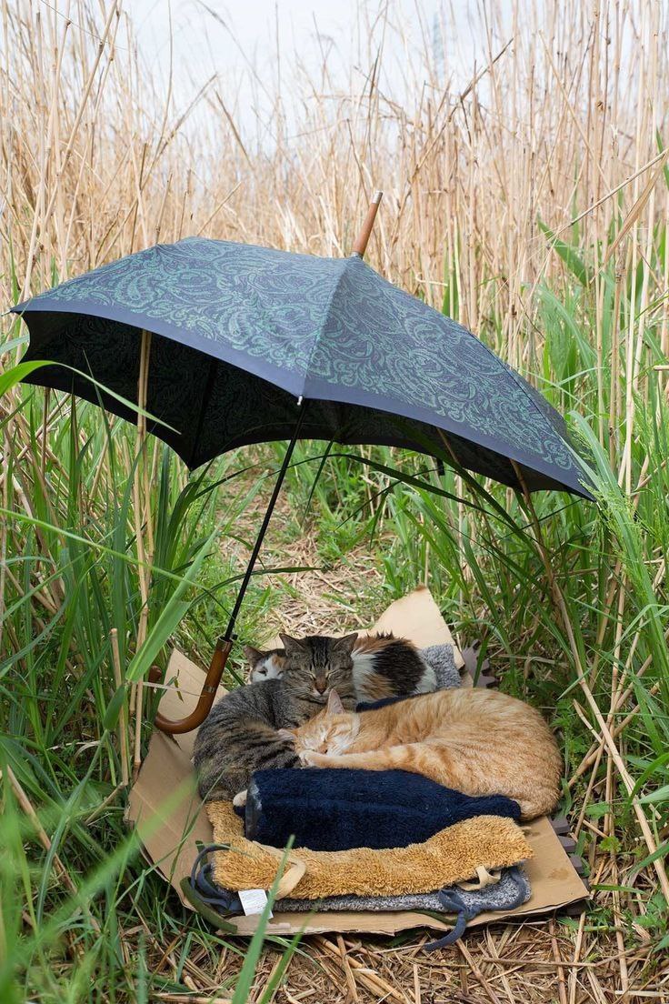 a couple of cats lay under an umbrella
